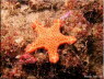 Mosaic Sea Star