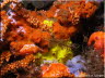 Nudibranchs on Sponges