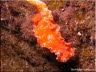 Short-tailed Nudibranch 1