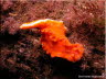 Short-tailed Nudibranch 2