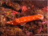 Short-tailed Nudibranch 3