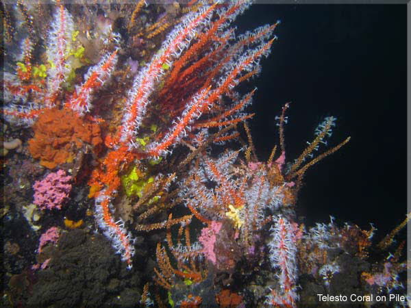 Telesto Coral on Pile