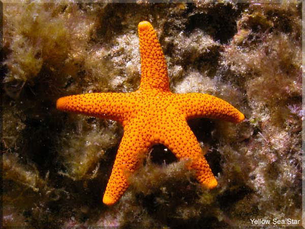 Yellow Sea Star